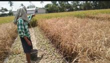 Petani Menjerit, Puluhan  Hektar Lahan Padi Milik Warga Pematang Pelintahan Gagal Panen