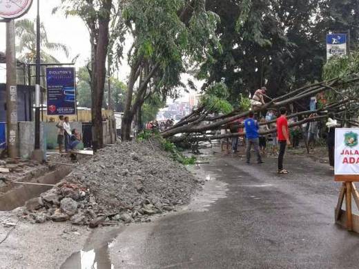 Akibat Pengorekan Parit, 2 Pohon Besar Tumbang di Jalan Ayahanda