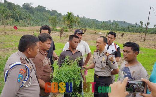 Polisi Temukan Tanaman Ganja Tumbuh Subur di Ladang Milik Ferdinan
