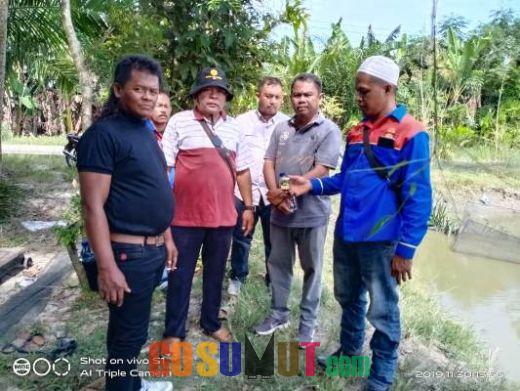 Panen Ikan Nila di Tanjung Beringin, Darma Wijaya Dukung Penuh Peternak Ikan
