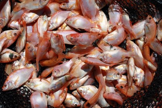Aquafarm Larang untuk Memasarkan Benih Ikan Nila Kata Zonny Waldi
