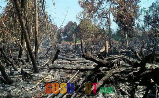 Kemarau Berkepanjangan, Puluhan Hektar Lahan Sawit Warga Terbakar